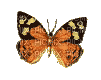 pillangó - Gratis geanimeerde GIF
