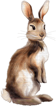 Kaz_Creations Animals Rabbit Hare - ingyenes png