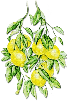 soave deco summer fruit lemon branch yellow green - фрее пнг