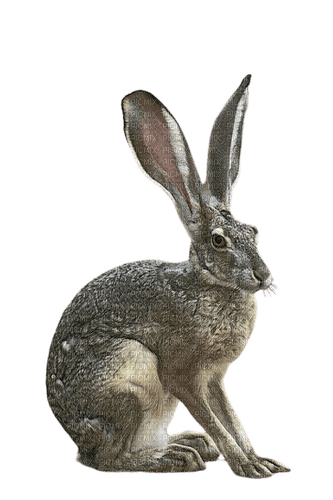 hare - PNG gratuit