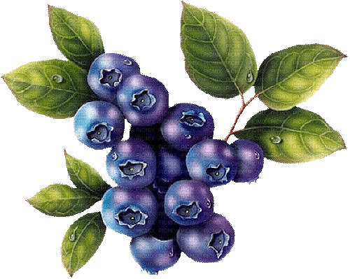Obst, Blaubeeren - png ฟรี