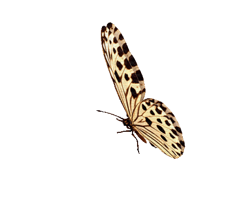 Butterfly - Ilmainen animoitu GIF