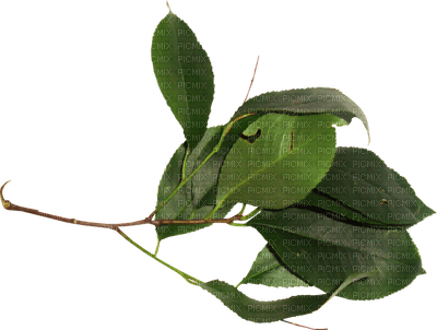 Kaz_Creations Green Deco Leaves Leafs Colours - PNG gratuit