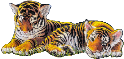 Tigres.S - GIF animado grátis