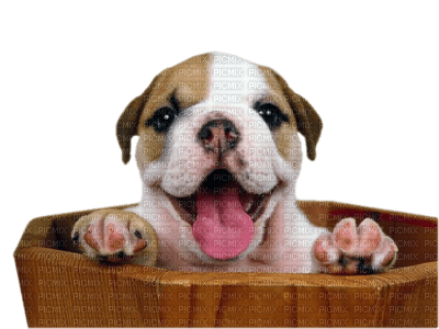 chien bulldog - PNG gratuit
