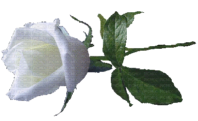 Trandafir 47 - GIF animado grátis