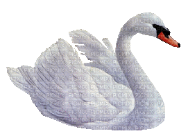 duck katrin - Gratis geanimeerde GIF