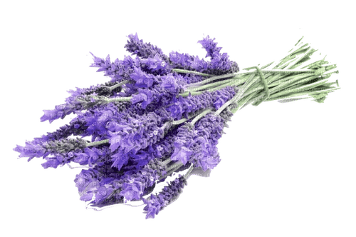 Lavender bouquet - ücretsiz png