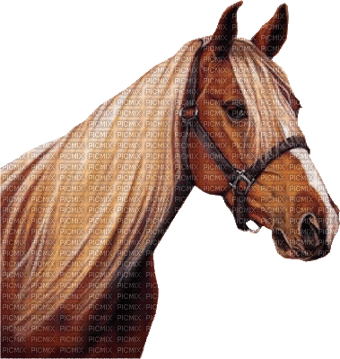 Horse, Adam64 - GIF animado gratis
