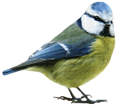 A titmouse - Free PNG