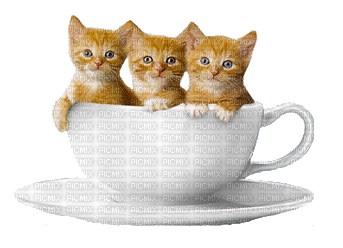 cat in cup bp - GIF เคลื่อนไหวฟรี