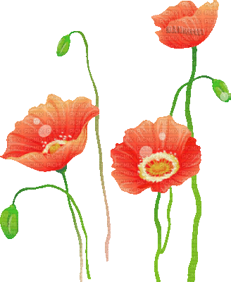 Y.A.M._Summer flowers - Бесплатный анимированный гифка