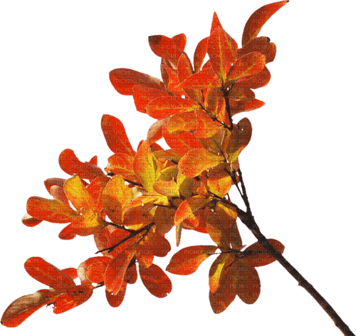 Plants.automne.autumn.otoño.Victoriabea - ilmainen png