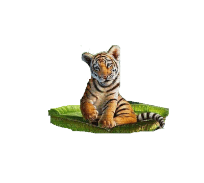Tigre - besplatni png