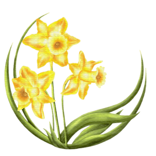Daffodil - Jonquille- Spring flower - zdarma png