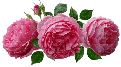 kukka fleur flower ruusu, rose - png grátis