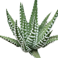 succulent plants bp - Gratis geanimeerde GIF