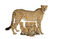 gepard milla1959 - png gratuito
