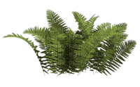 Plants.Plante.Victoriabea - png gratis