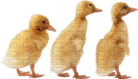 duck katrin - Free PNG
