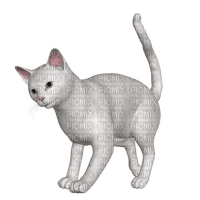 White Cat - PNG gratuit