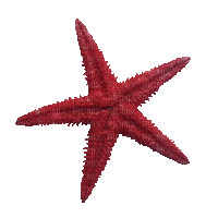 sea star, starfish (created with gimp)