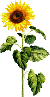 Animated.Sunflower.Brown.Yellow - By KittyKatLuv65 - Ingyenes animált GIF