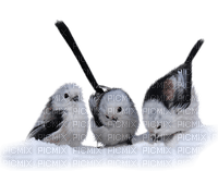 birds, winter - PNG gratuit