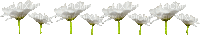 blumen white blanc line garden jardin flower fleur fleurs blossom spring printemps gif anime animated animation tube - Free animated GIF