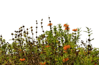 Полевые цветы - Free PNG