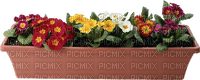 blume flowers - 無料png