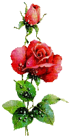 red roses flowers sunshine3 - GIF animado grátis