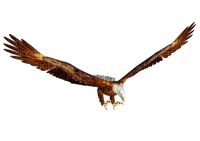 Kaz_Creations Eagle Bird - zadarmo png