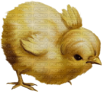 chick - PNG gratuit