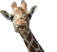 Giraffe bp - nemokama png