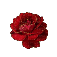 rózsa - Zdarma animovaný GIF