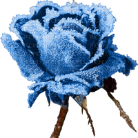Blue DREAM  70 _ flowers_ - gratis png