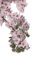 Fleurs.Flowers.Branche.Branch.Pink.Victoriabea - GIF animado gratis