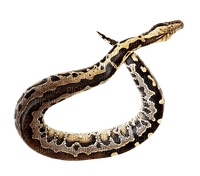 snakes bp - PNG gratuit