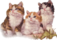 gatito - GIF animate gratis