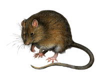 Kaz_Creations Rat-Mouse - kostenlos png
