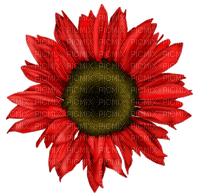 Blume, rot - безплатен png