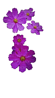 Цветок - GIF animado grátis