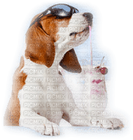 perro con helado - PNG gratuit