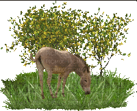 Cavalo a comer erva - GIF animado grátis