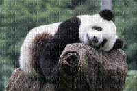 panda géant - png gratis