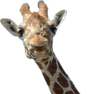 Kaz_Creations Giraffe - ingyenes png
