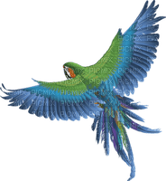 perroquet - δωρεάν png
