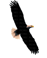 charmille _ oiseaux - Kostenlose animierte GIFs