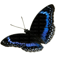 Butterfly - png ฟรี